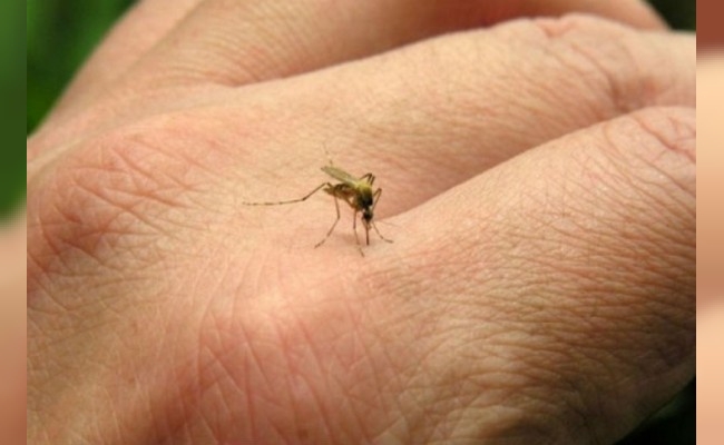 Dengue: 133 nuevos casos en la última semana