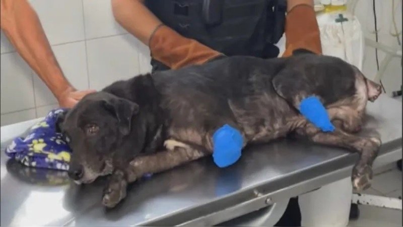 Por una pelea de vecinos le cortaron dos patas a un perro
