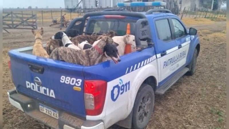 Rescataron más de 70 galgos que eran utilizados para cazar