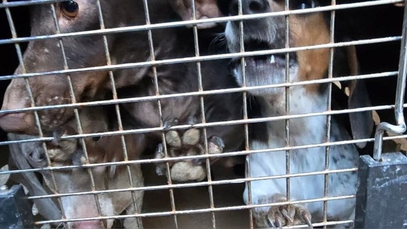 Desbarataron un criadero clandestino y rescataron 30 perros en condiciones deplorables  en Jesús María