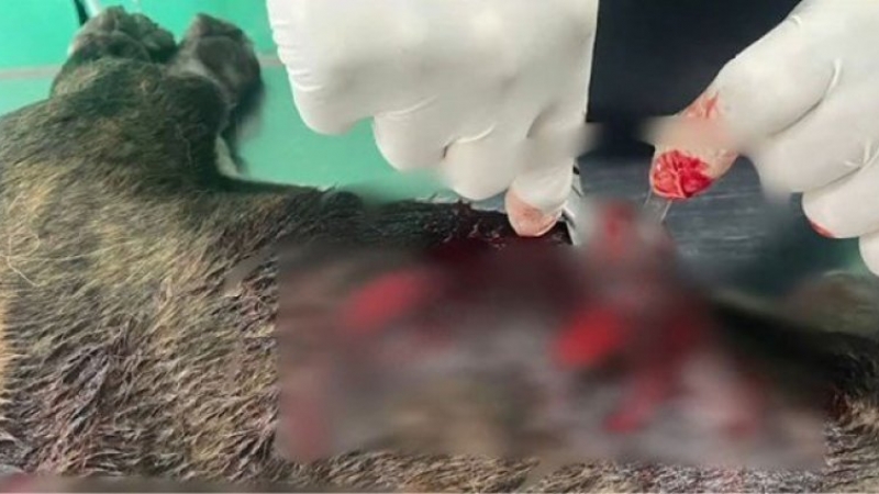 Una mujer asesinó a 14 puñaladas al perro de su vecino