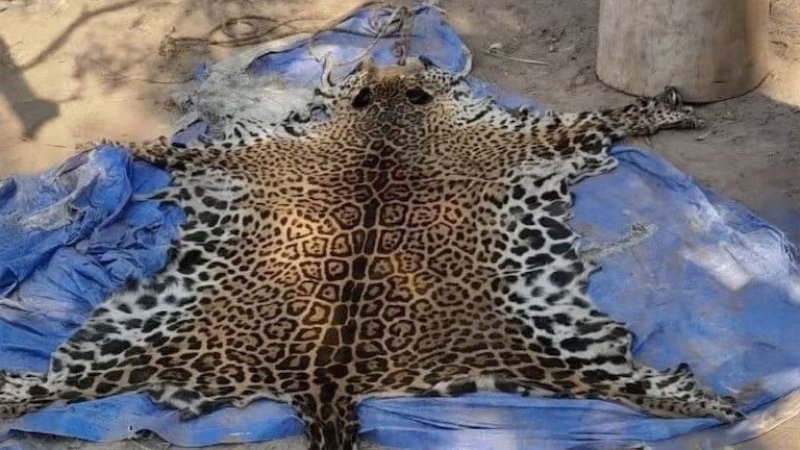Primera condena en Argentina por la caza de un yaguareté