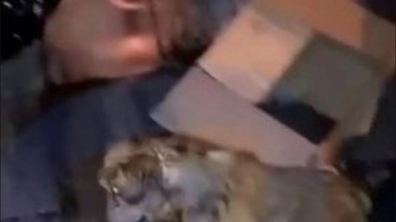 Salvaron a una perrita que estaba a punto de ser triturada por la compactadora de un camión de basura