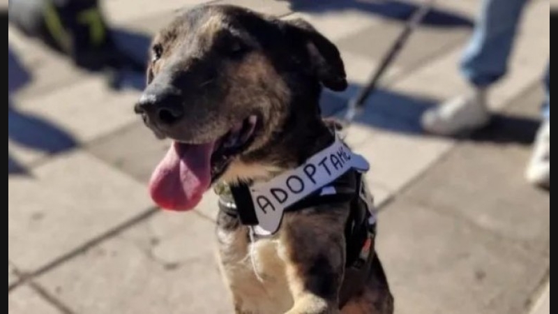 Este domingo habrá una jornada gratuita especial de vacunación y adopción de animales
