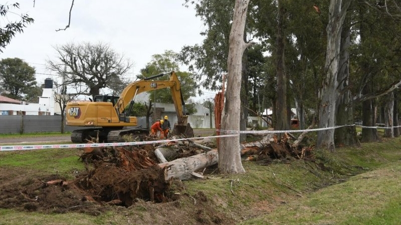 Retiran &aacute;rboles secos y ramas con riesgo de ca&iacute;da en Av. Maip&uacute;