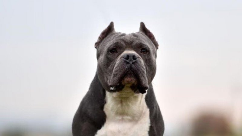 Conmoción en Córdoba: un nene de 3 años murió tras ser atacado por un pitbull
