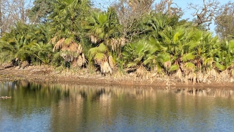 Sorpresa en el Parque Cincuentenario: apareci&oacute; un yacar&eacute; en la laguna de retardo