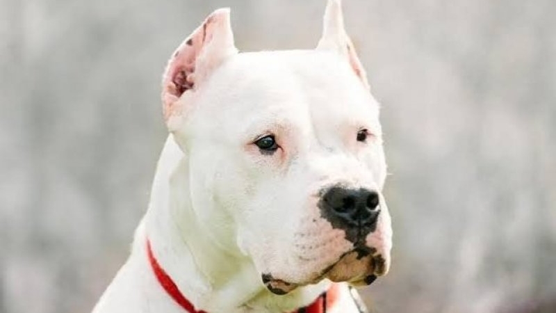 Otro ataque de un perro en C&oacute;rdoba: un ni&ntilde;o de dos a&ntilde;os est&aacute; en terapia intensiva.