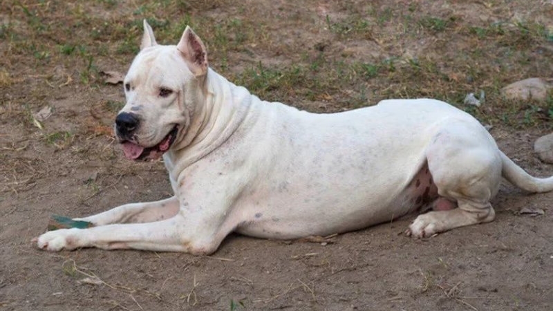 C&oacute;rdoba: un ni&ntilde;o de dos a&ntilde;os fue internado tras el ataque de un dogo
