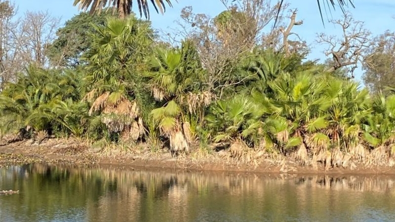 Buscan al yacar&eacute; del Parque Cincuentenario y crece la posibilidad de que haya otro ejemplar
