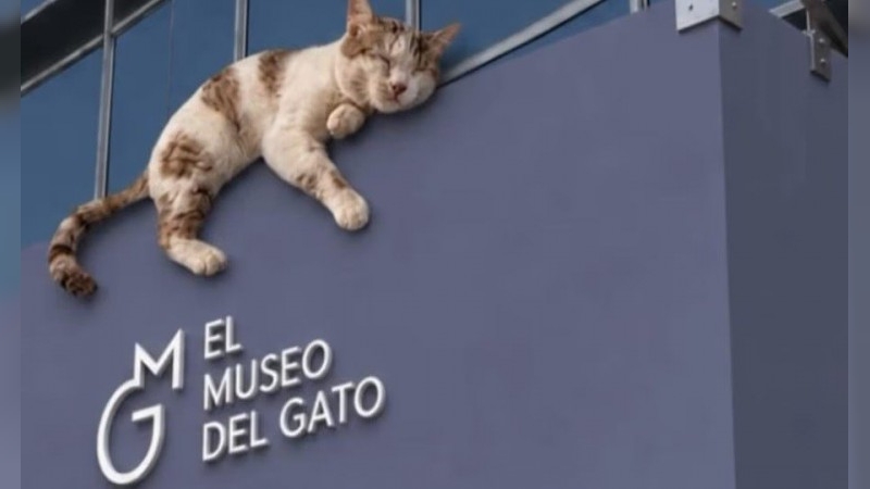 Se inaugur&oacute; en M&eacute;xico el Museo del Gato, un espacio interactivo &uacute;nico en el mundo