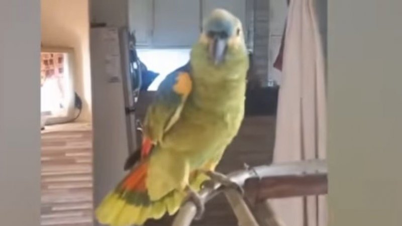C&oacute;rdoba: tras un video viral de un loro, advierten sobre la tenencia de animales ex&oacute;ticos