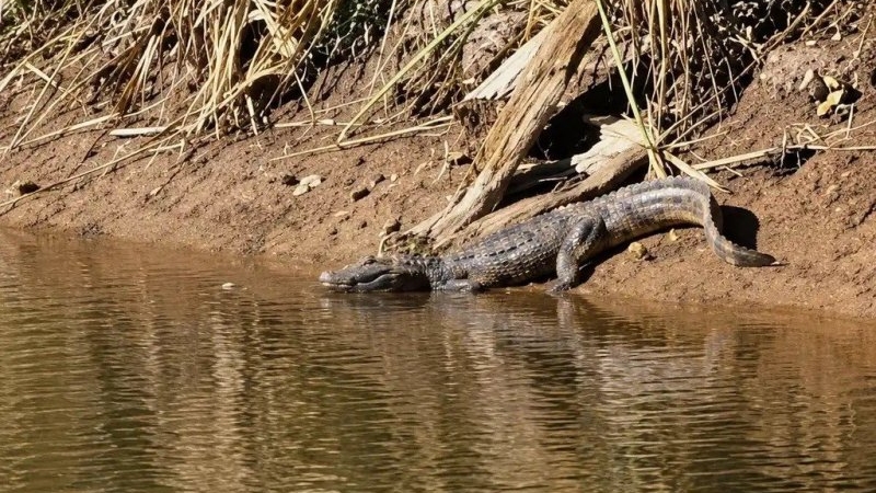 Volvi&oacute; a aparecer el yacar&eacute; en el Parque Cincuentenario