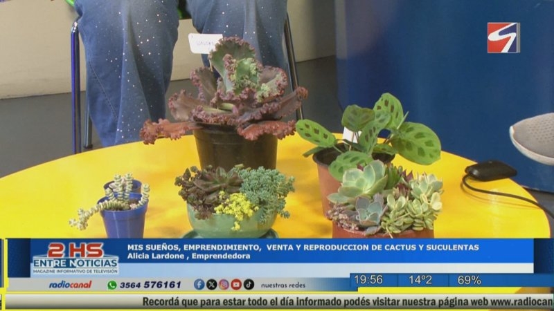 Producci&oacute;n y venta de cactus y suculentas