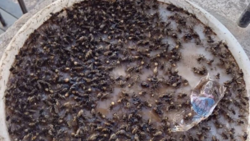 Vecinos cordobeses viven bajo una nube de moscas y apuntan a una av&iacute;cola: &ldquo;Es una cochinada&rdquo;