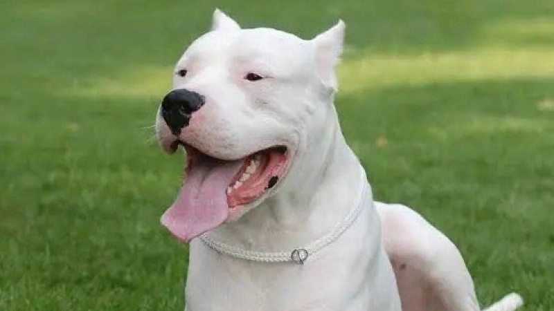 C&oacute;rdoba: se le meti&oacute; un dogo a la casa para atacarlo, sac&oacute; su arma y le dispar&oacute; sin dudarlo