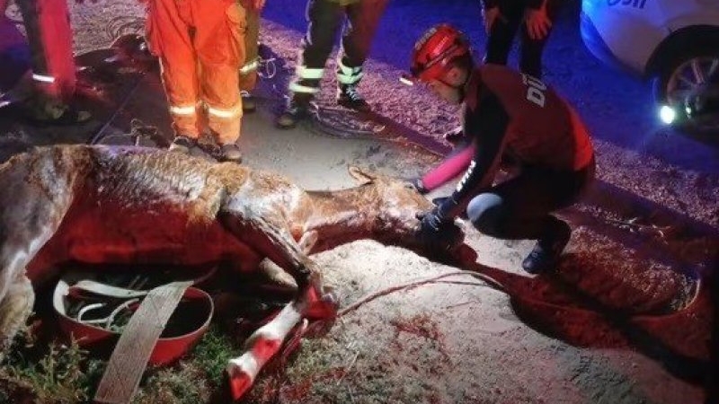 Cruz del Eje: rescataron a un potrillo que hab&iacute;a ca&iacute;do a un canal de riego
