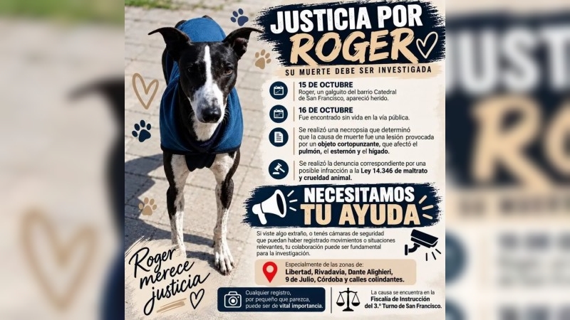 Buscan esclarecer la muerte de Roger, un galgo de barrio Catedral
